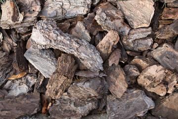 Tree bark close-up, texture tree bark, tree bark with a beautiful large texture