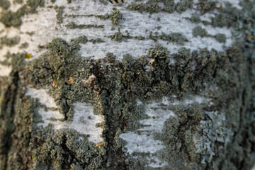 Tree bark close-up, texture tree bark, tree bark with a beautiful large texture