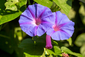 Ipomoea indica blue flowers blossom.