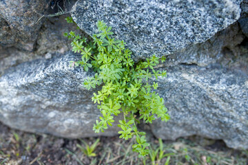 The plant is green in color with small leaves growing on stones.