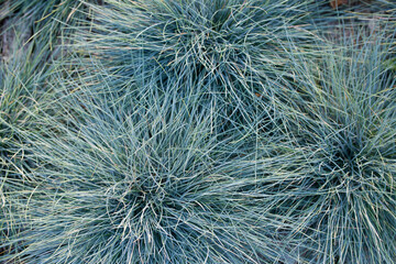 Green plants in a flower bed close-up