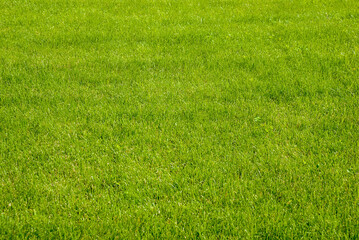 Green grass texture for background. Green lawn pattern and texture background. Close-up.