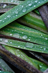 Old withered autumn plants close up