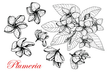 Plumeria. Branch, leaves and flowers. Hand drawn. Black and white sketch. Isolated over white background. Engraving. For tattoos, packaging, labels