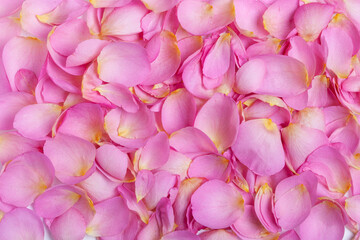 Background of pink rose petals. Flat lay, top view.