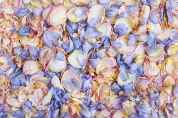 Flowers background made of yellow, pink and blue flower petals. Flat lay, top view.