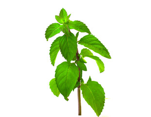 Mint leaves isolated on white