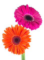 Two gerbera daisy flowers isolated on a white background. Bouquet of two-colored gerbera flowers.