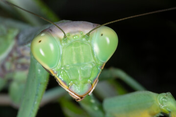 close up of green praying mantis - obrazy, fototapety, plakaty