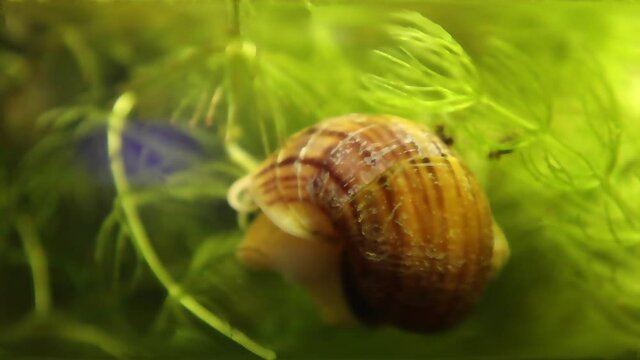 A snail in an aquarium resting with beautiful green nature and water background .