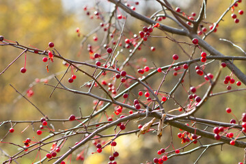 red berries in autumn