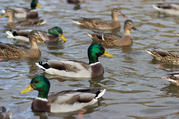 ducks in the water