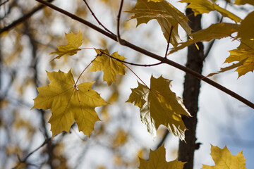 yellow maple leaves