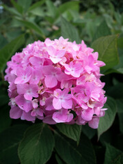 Obraz premium flower cap of pink hydrangea flowers in the middle of greenery in the garden