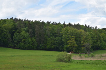 Priesendorf - Bayern - Deutschland - Waldrand