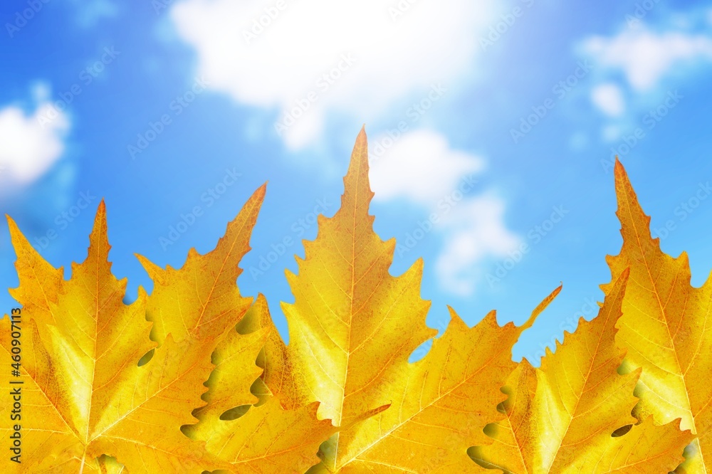 Sticker Blue sky and autumn landscape with bright colorful leaves.