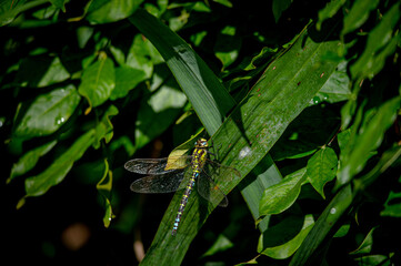 Male Southern Hawker dragonfly
