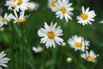 Yellow chamomile with white petals. Pharmacy or medicinal chamomile is an annual herb of the Astrov family. On a green background, yellow large open flowers with white petals and a yellow core.