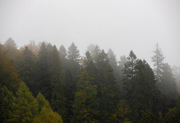 mountain slope with coniferous forest in the fog