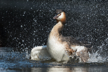 Great crested grebe (Podiceps cristatus) taking a bath in natural habitat with water splashes around.

Photographed in the Netherlands.