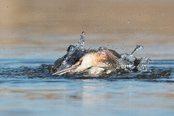 Fototapeta premium Great crested grebe (Podiceps cristatus) taking a bath in natural habitat with water splashes around.Photographed in the Netherlands.