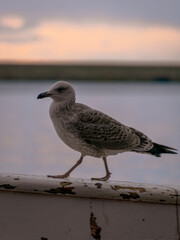 seagull on the beach