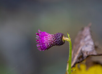 Obraz premium a thistle flower with water drops in closeup