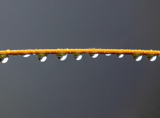 drops of water on a dry horizontal straw