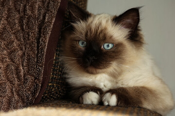 Cute little kitten is sitting quietly on the couch