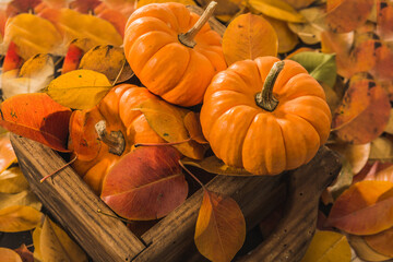 Autumn orange pumpkins, widely used for Halloween, with a background of dry and reddish leaves as well as a wooden box.