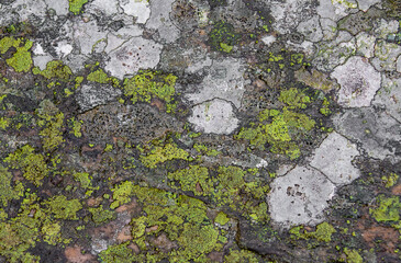 a closeup with lichens on a stone