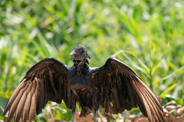 The black vulture (Coragyps atratus)