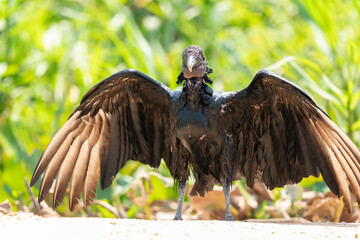 The black vulture (Coragyps atratus)