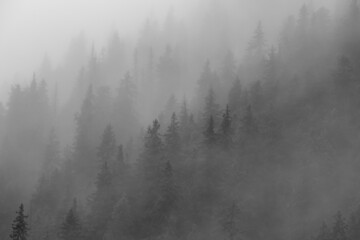 a beautiful foggy landscape on the slope of the mountain with pine forest