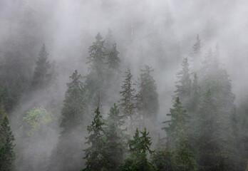 Fototapeta na wymiar Landscape with fog over the forest