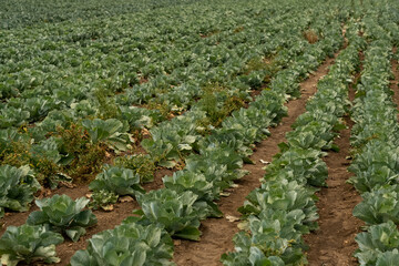 Part of large cabbage field with many rows of green growing vegetables