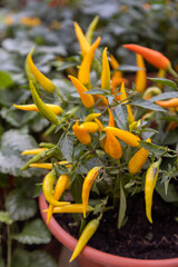 bouquet of yellow capsicum decorative in a pot