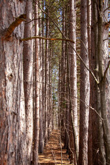 Pine trees in the canadian wilderness