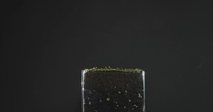 Cespez creciendo a c&aacute;mara r&aacute;pida. TimeLapse de hierba naciendo en una maceta de crital