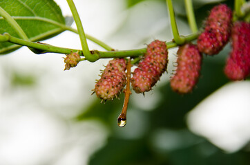 black mulberry fruits