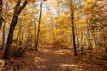 Gatineau Park, Quebec, Canada in Fall