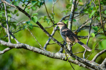 Fototapeta premium bird on a branch