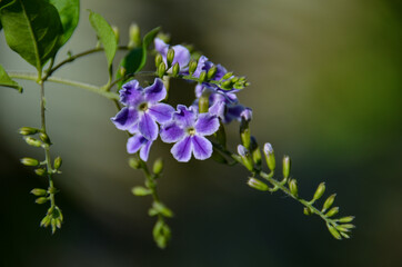 purple pigeon berry flowers