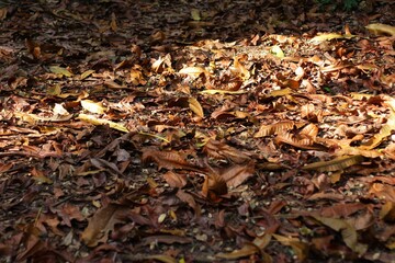 Leaf floor