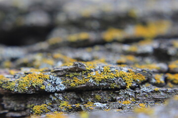 Yellow Tree Moss