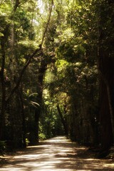 Road forest