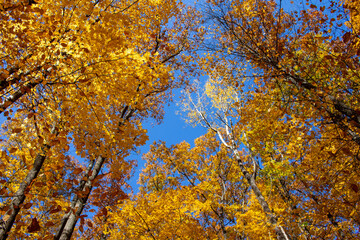 Gatineau Park, Quebec, Canada in Fall