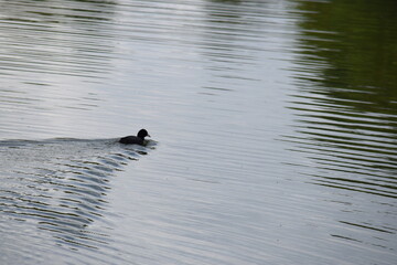 Priesendorf - Bayern - Deutschland - V&ouml;gel auf einem Teich