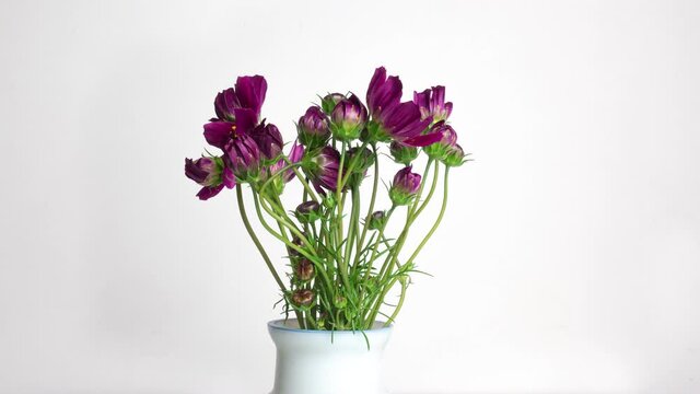 A bouquet of beautiful summer flowers kosmeya unfolds on a white background. Purple flowers close-up. Cosmos flower footage in High quality 4k.