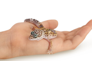 Leopard gecko or Eublepharis macularius on the hand isolated on white background with clipping path...